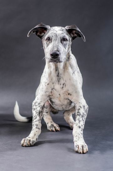 Der junge Rüde Sams soll eine Operation bekommen, die ihm ein schmerzfreies, unbeschwertes Leben ermöglicht.