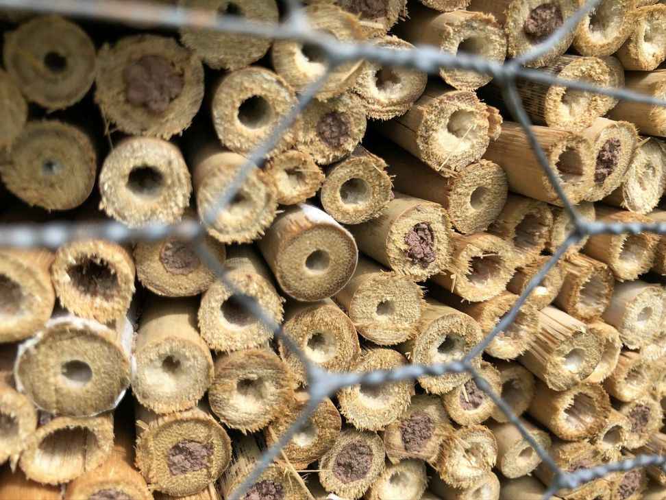 ... in das schon viele Mauerbienen eingezogen sind. mn-Fotos