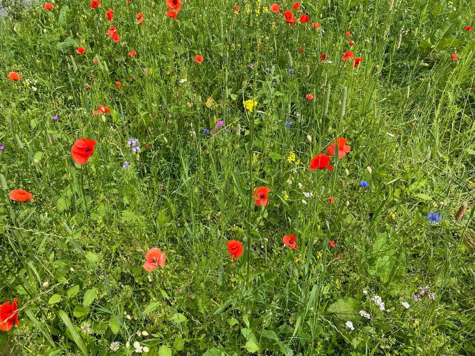 Das dritte Saatgut-Festival lockt ans Höfener Nationalparktor. Foto: Monschau Touristik