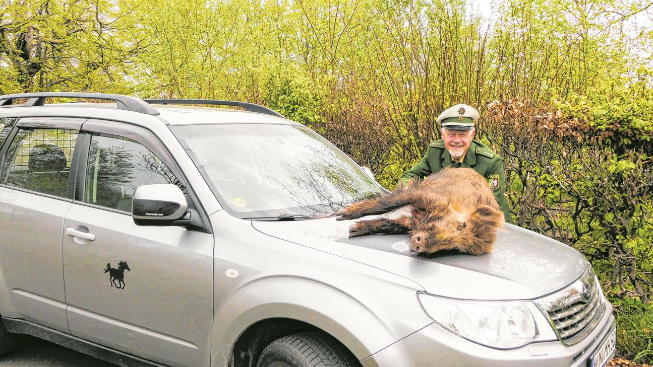 Wie dieses Schwein auf die Motorhaube geraten ist, ist nur eine von rund 40 kuriosen, spannenden, lustigen und traurigen Geschichten in Hermann Carls Buch »Mit Blaulicht und Büchse«, das der frühere Polizeibeamte und Leiter der »Rollenden Waldschule« geschrieben hat.
