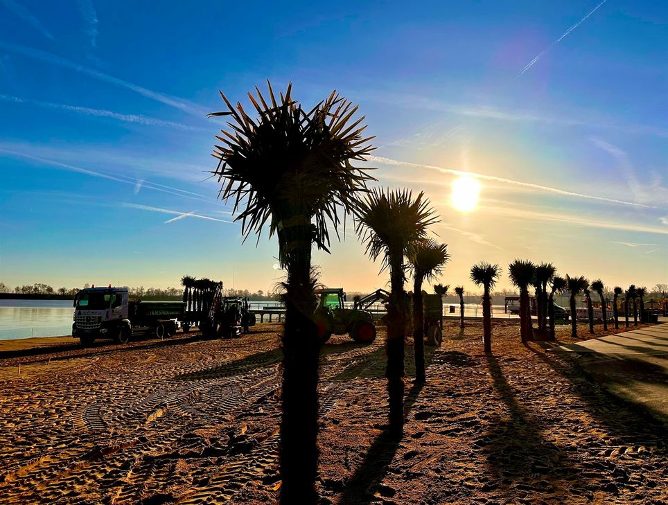 Die ersten Palmen werfen bereits ihre Schatten auf den Sandstrand im Seepark . Insgesamt werden 45 Palmen gepflanzt.