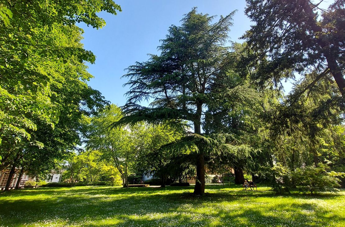 Grüne Oase inmitten der Stadt: der Park auf dem Gelände der Barmherzigen Brüder Trier.