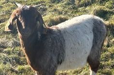 Zum Abgleich: Die Polizei stellte ein Bild des Geschwistertieres der entwendeten Jungziege zur Verfügung.