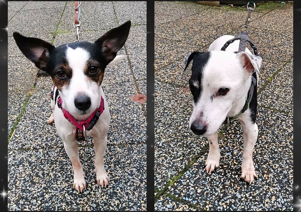 Coco und Willi suchen ein neues Zuhause.