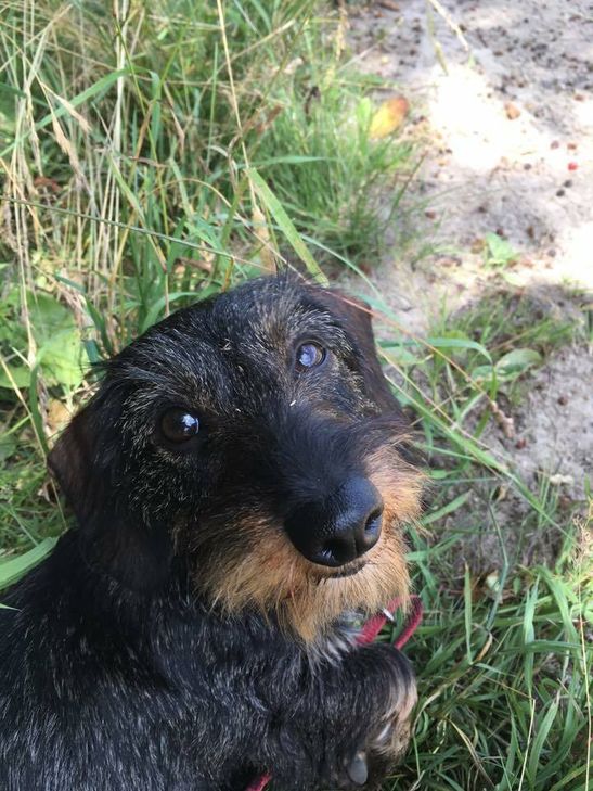 Wer hat den Rüden Andi gesehen? Foto: privat