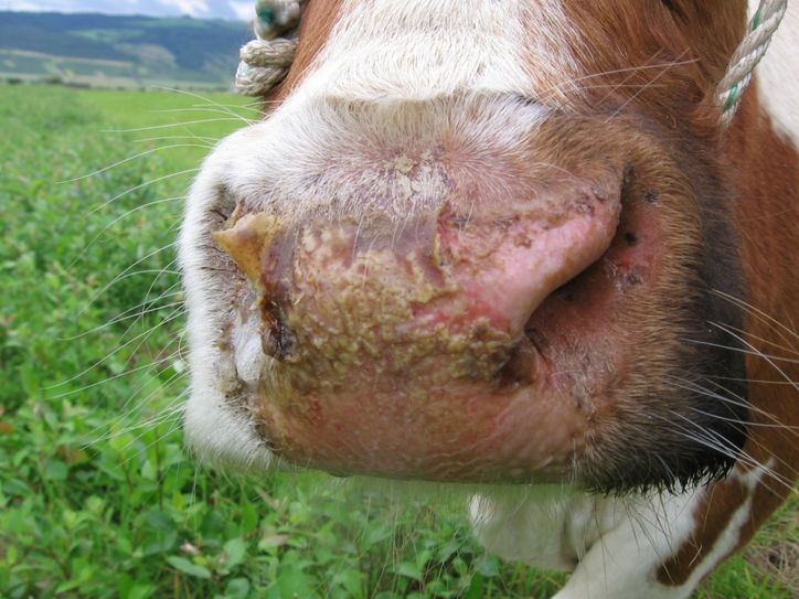 Foto: Symbolbild/Archiv