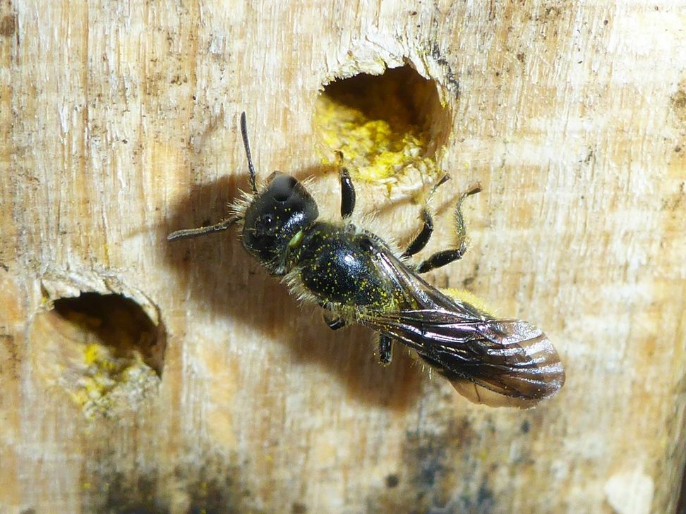 Die Zahl der Wildbienen in Rheinland-Pflaz ist rapide zurückgegangen, ihr Schutz ist daher umso wichtiger. Foto: SGD Nord