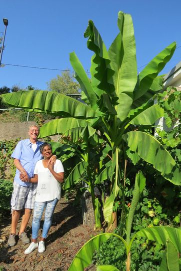 Die Bananenstauden in voller Pracht.