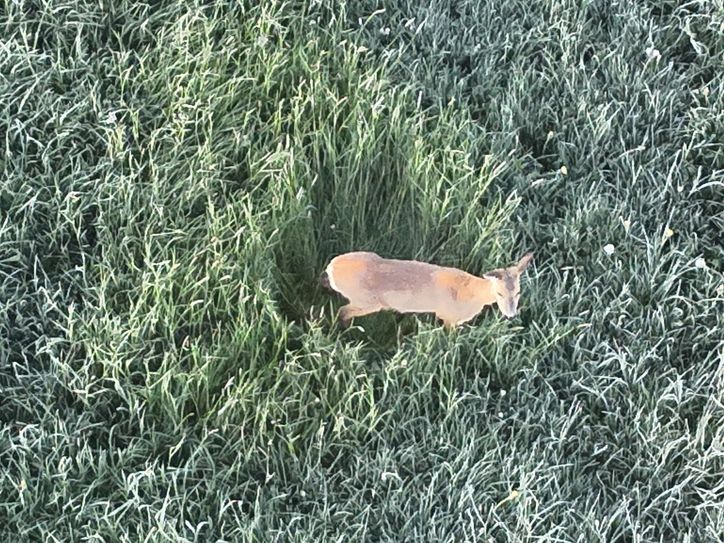 Das Drohnenteam hat mithilfe der Wärmebildkamera die Rehkitze im Plattevenn nahe Mützenich rasch ausgemacht und behutsam in Sicherheit gebracht, ehe der Landwirt mit dem Mähwerk anrückt.