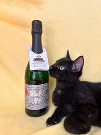 ... und Severin suchen noch ein Zuhause.