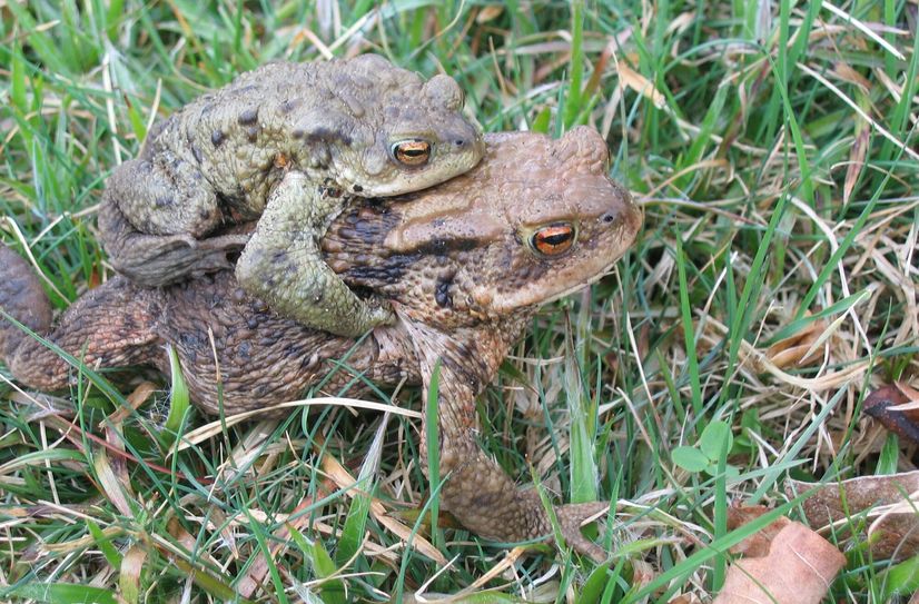 Amphibien sind jetzt wieder unterwegs.