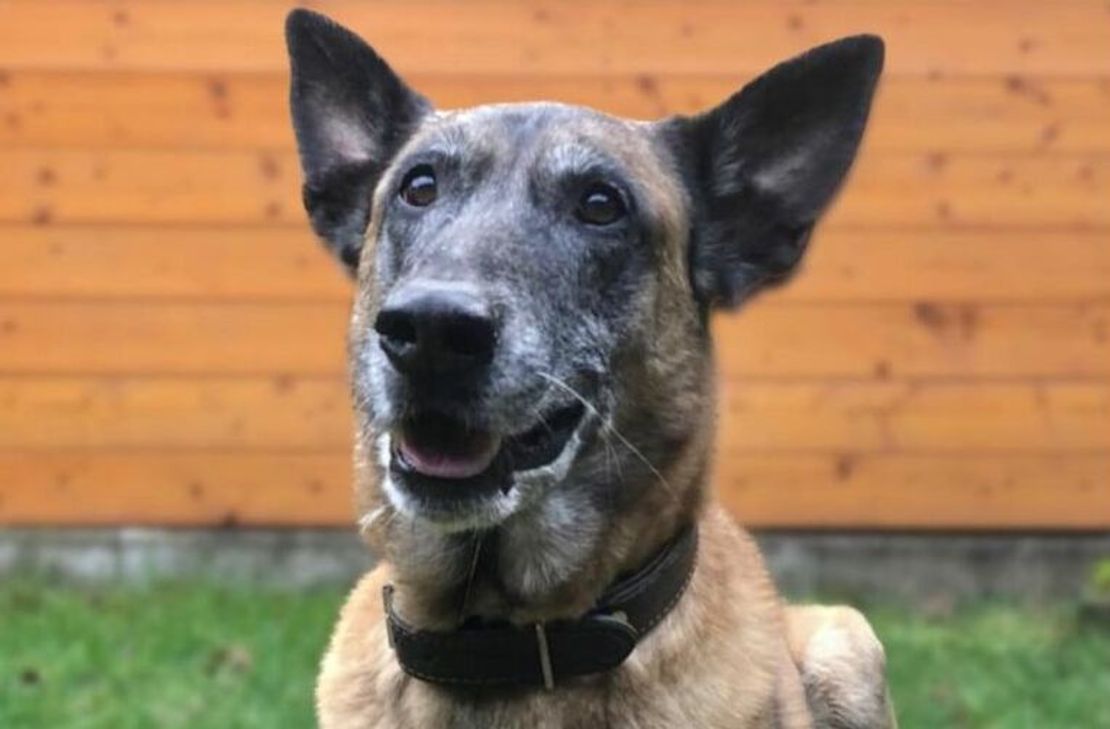 Diensthund Odin ist jetzt Rentner.