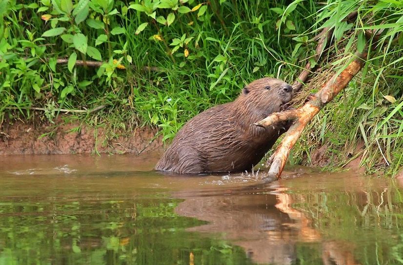 Biber-Wanderung im Naturpark Saar-Hunsrück