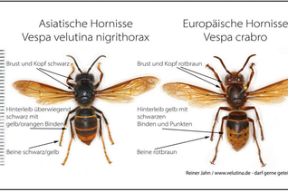 Die Asiatische Hornisse gefährdet die Artenvielfalt.