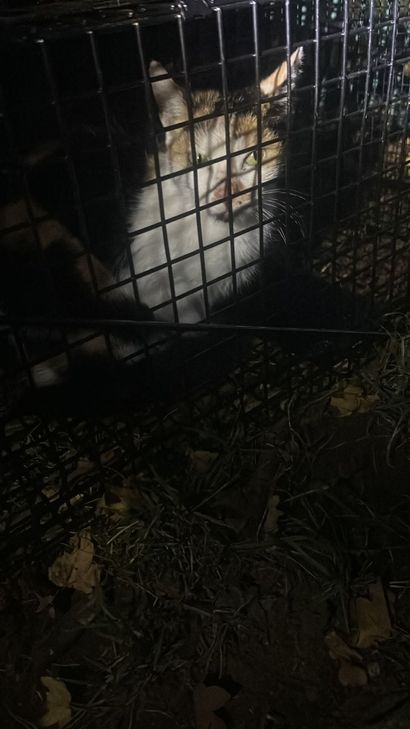 Endlich gesichert, Freigänger nach einem Monat wieder zu Hause.