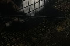 Endlich gesichert, Freigänger nach einem Monat wieder zu Hause.