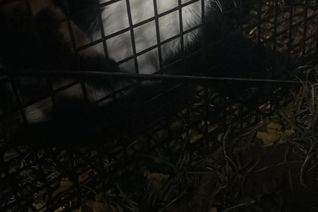 Endlich gesichert, Freigänger nach einem Monat wieder zu Hause.