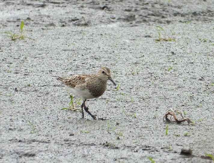 Der Graubrust-Strandläufer bildet in der Vielfalt der Vogelwelt am Jungferweiher eine Besonderheit, da er eigentlich in Ostsibirien beheimatet ist.