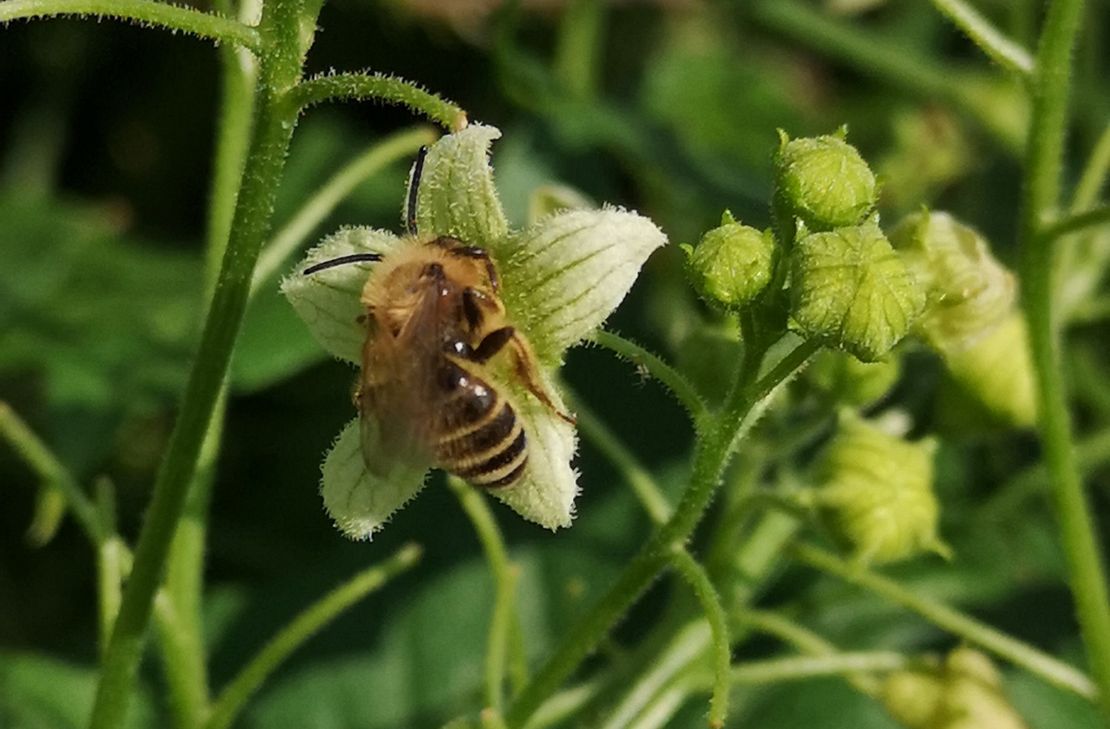 Mauerbienen, Hosenbienen, Holzbienen, Waldhummeln oder Maskenbienen: 500 Wildbienenarten sind in Deutschland heimisch - aber viele davon stehen auf der Liste der bedrohten Tierarten.