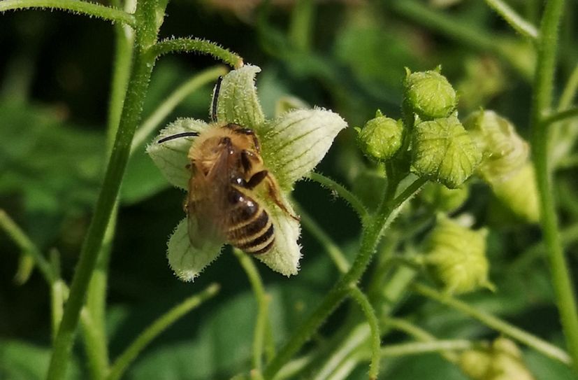 Mauerbienen, Hosenbienen, Holzbienen, Waldhummeln oder Maskenbienen: 500 Wildbienenarten sind in Deutschland heimisch - aber viele davon stehen auf der Liste der bedrohten Tierarten.