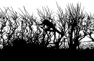 Die diesjährige Kunstroute Kyllburg endet am Samstag, 10. Oktober, mit einer Finissage. Gezeigt wird unter anderem der Dokumentarfilm "Leaning into the Wind" über den britischen Künstler Andy Goldsworthy.