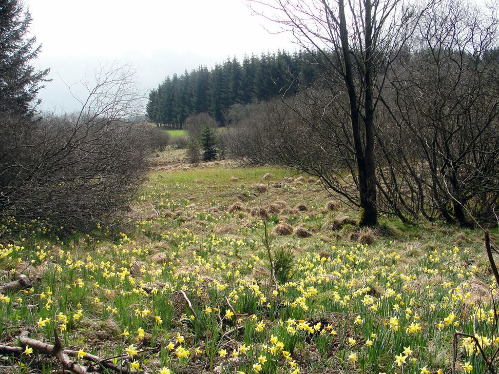 Narzissenwunder an der Olef.