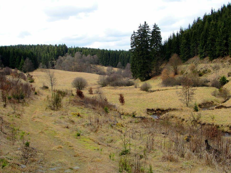 Weites Narzissenareal an der Olef.