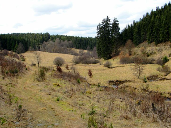 Weites Narzissenareal an der Olef.