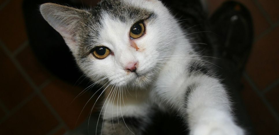 In Blankenrath ist eine Katze von einem balkon geklaut worden.