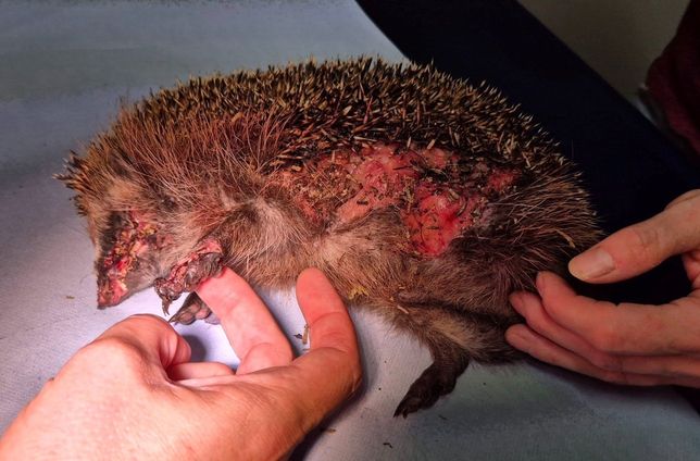 Kein seltenes Bild für Igelstationen: Ein Igel, der vermutlich von einem Mähwerk schwer verletzt wurde. Er musste leider eingeschläfert werden.