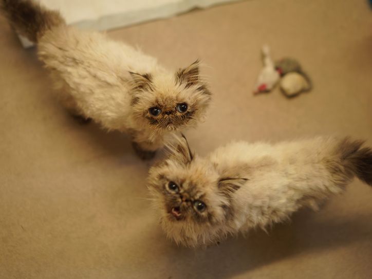 Shenzi und Banzai sind auf der Suche nach einem neuen Für-immer-Zuhause.