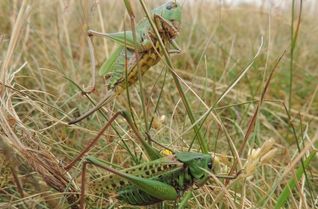 Auf der Dreiborner Hochfläche im Nationalpark Eifel fühlt sich der Warzenbeißer noch wohl. Dort lebt die größte Population in NRW.