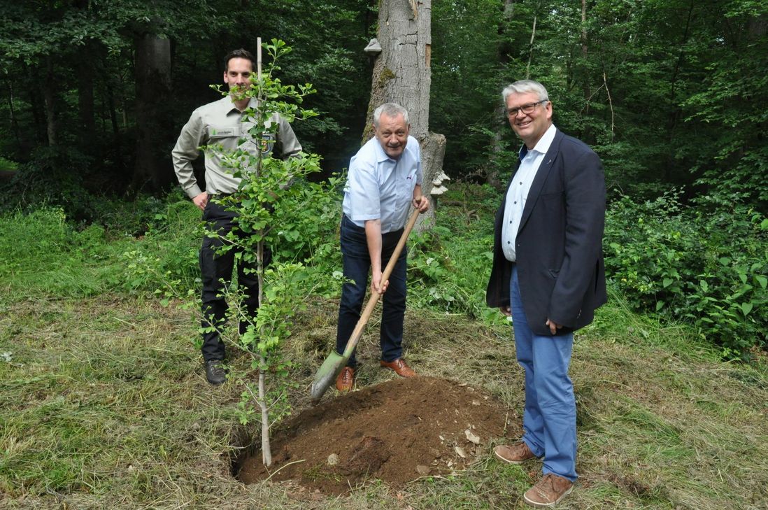 Integration im Wald II: Ein Gingko-Baum aus Asien im Kaisersescher Stadtwald gepflanzt von (v. l.) Markus Brengmann, Revierförster, Landrat Manfred Schnur und Stadtbürgermeister Gerhard Weber.