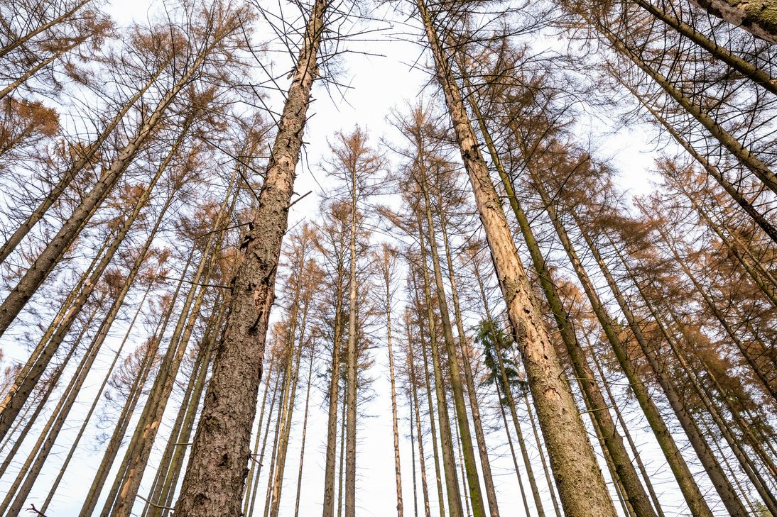 Entlang der Kreisstraße K 139 zwischen Panzhaus und Serrig werden deshalb ab dem 10. Februar vertrocknete und kranke Bäume gefällt werden. Foto: Forstamt Saarburg