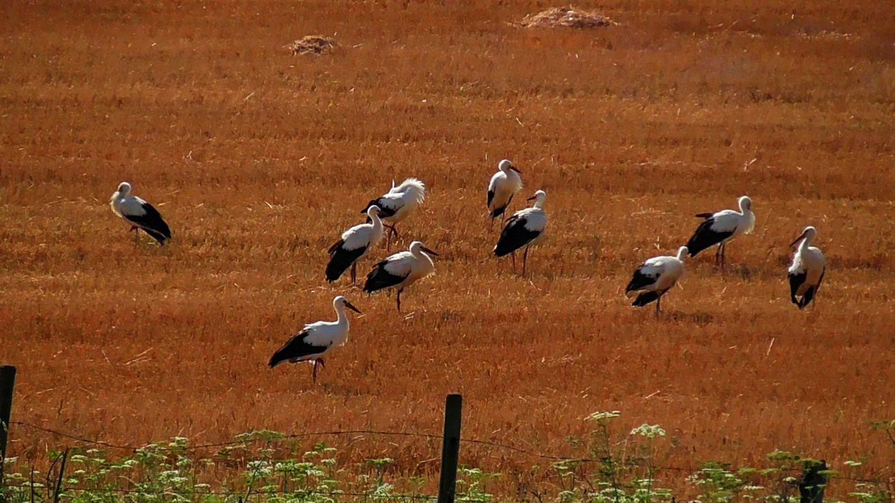 Insgesamt 54 Störche landeten auf einem Feld in der Nähe von Harzheim. mn-Foto
