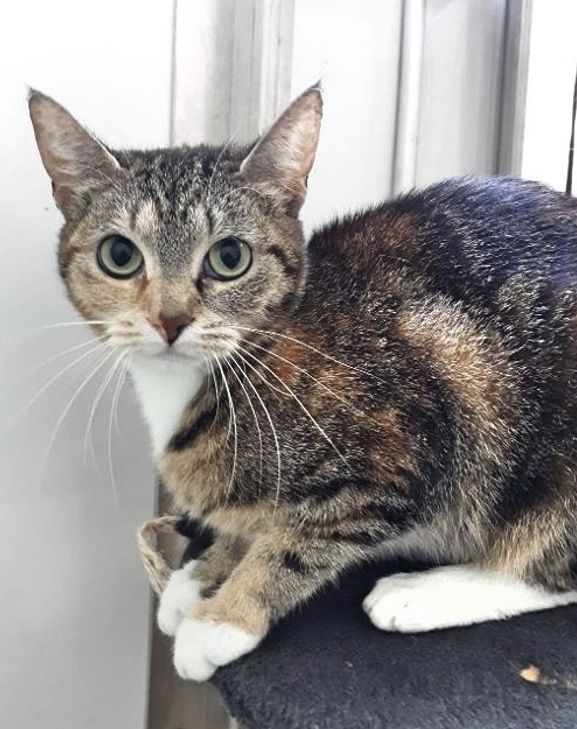 Mausi sucht ein neues Zuhause. Foto: Tierschutzverein