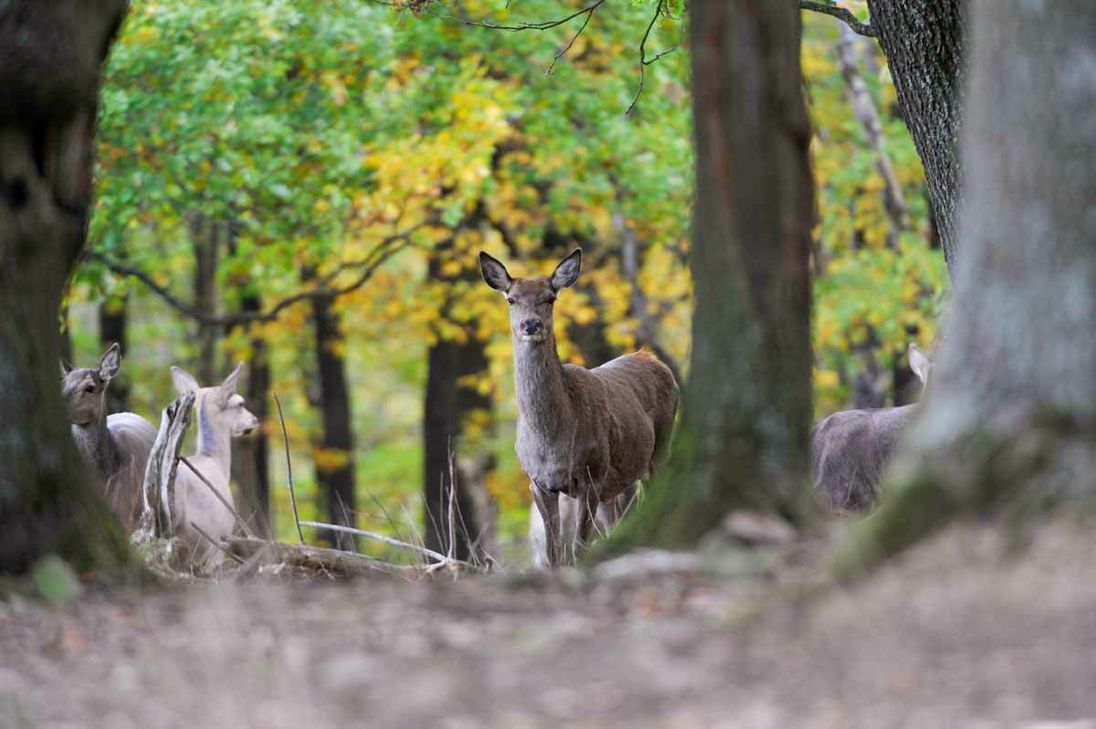 Der Wildpark Schmidt hat turbulente Zeiten mit Sturmschäden und Corona-Schließung hinter sich.