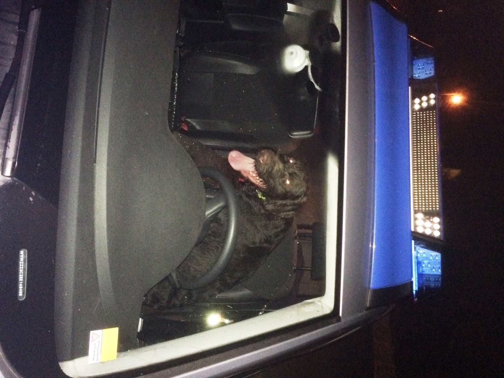 Sicher im Auto der Polizei: Der Jagdhund hatte nochmal Glück. Foto: Polizei