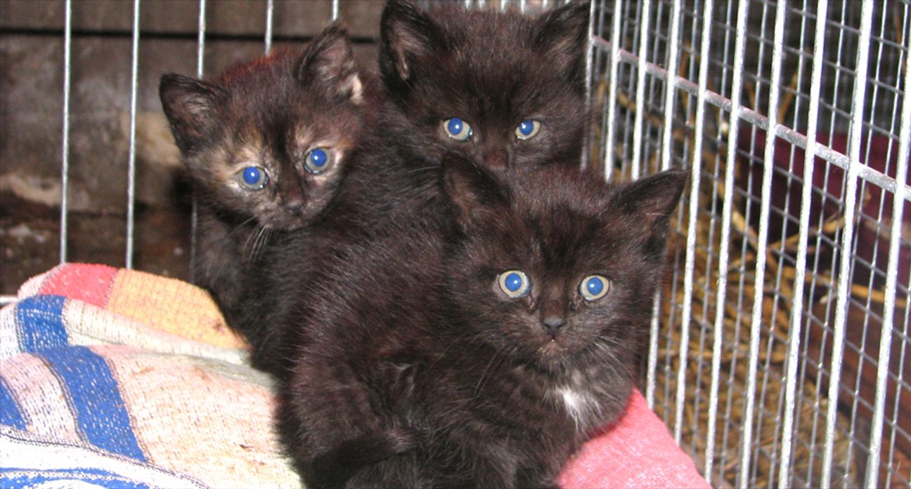 Kleine Katzen sind niedlich. Als Streuner fristen sie jedoch ein trauriges Dasein. Foto: Symbolbild/Archiv