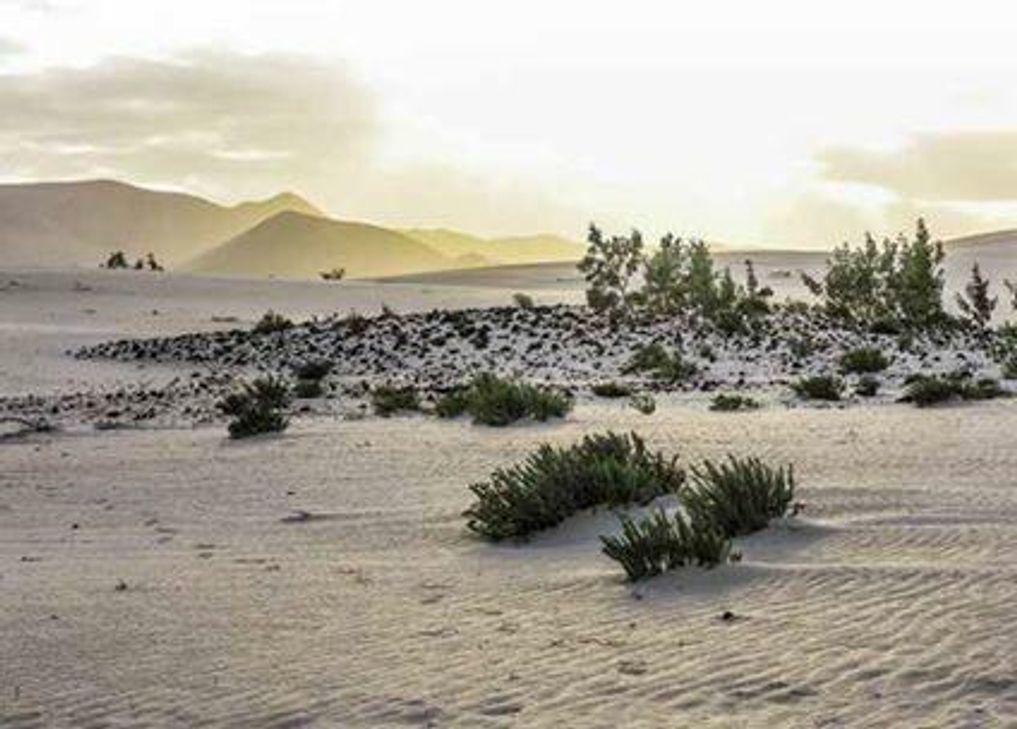 Bei dem Zusammentreffen der Familien wird es auch Informationen über Algerien geben. Foto: Veranstalter