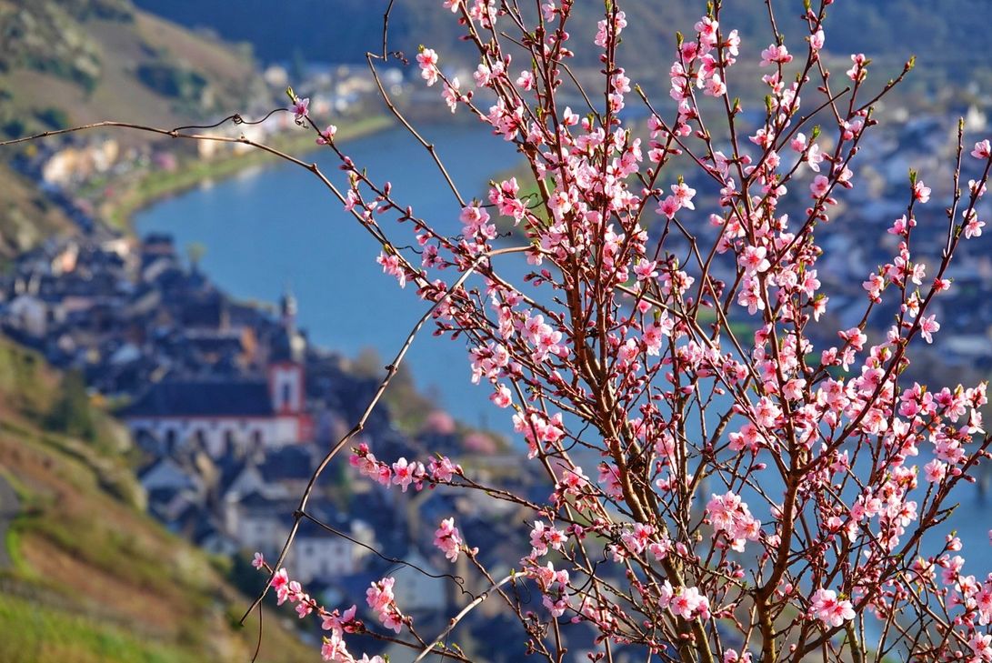 Blütenleuchten über Zell.