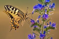 Durstig - Ruine der Liebfrauenkirche Wolfer Kloster.
