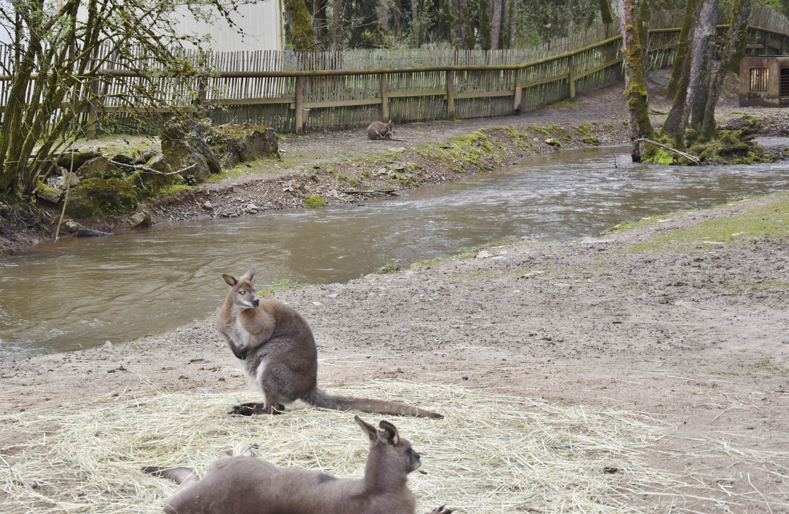 Der Bachlauf des Bierbachs im Gehege Kängurus