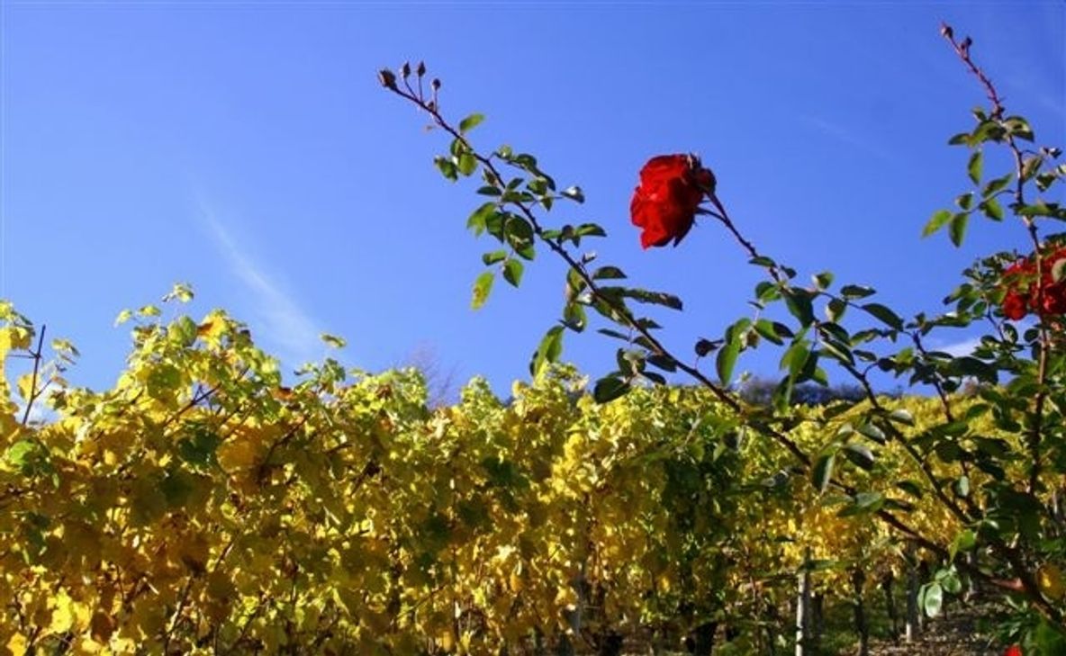 Mit Rosen und Reben Orte und Fassaden verschönern: Bei Gastland Nahe gibt‘s wieder Pflanzen zum 
Aktionspreis.