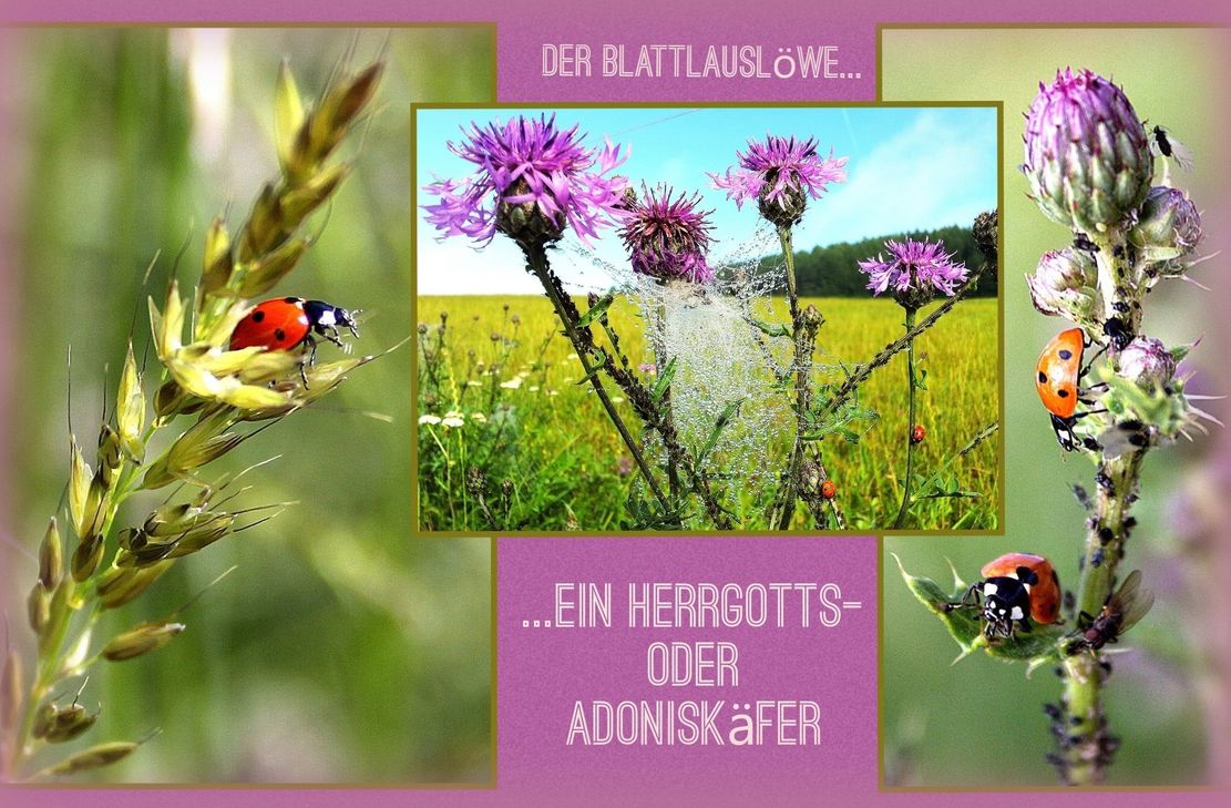 Eifeler Blattlauslöwen -halb gekugelte Gottestierchen