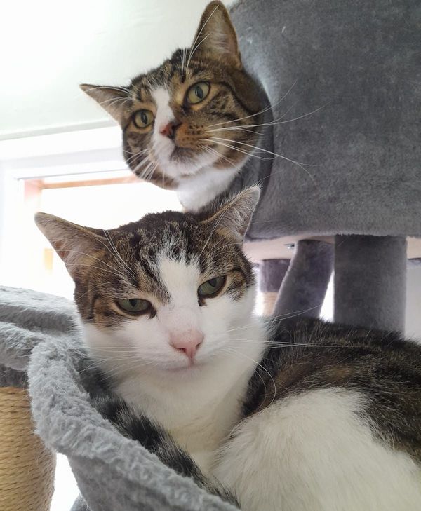 Alma und Roberto suchen eine neues Zuhause.