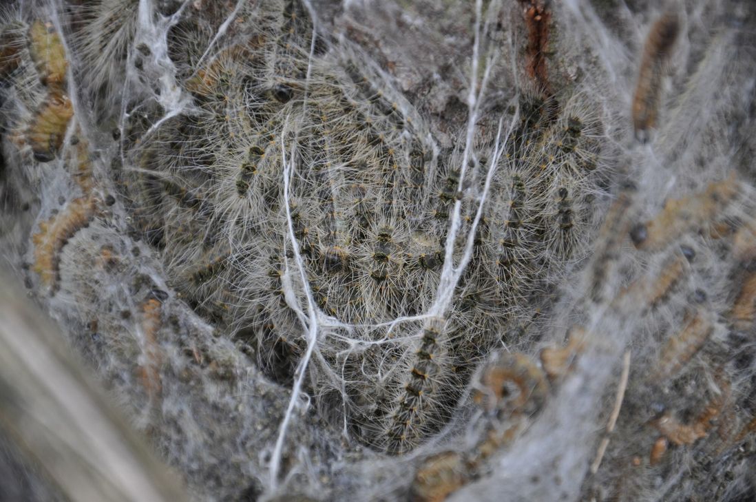 In der Region können Bäume vom Vorkommen der Eichen-Prozessionsspinner betroffen sein.