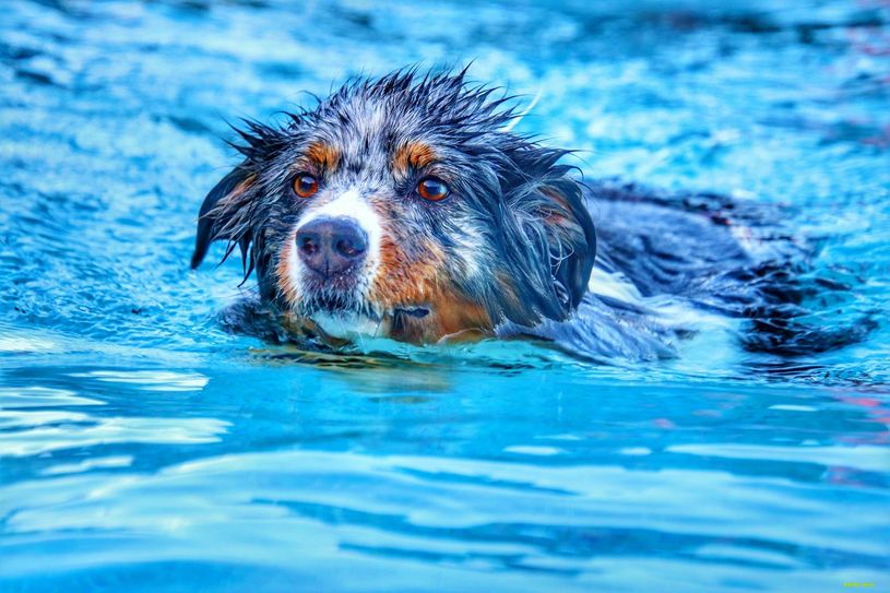Auch Hunde haben Spaß im Freibad. Foto: Sebastian Schmitt
