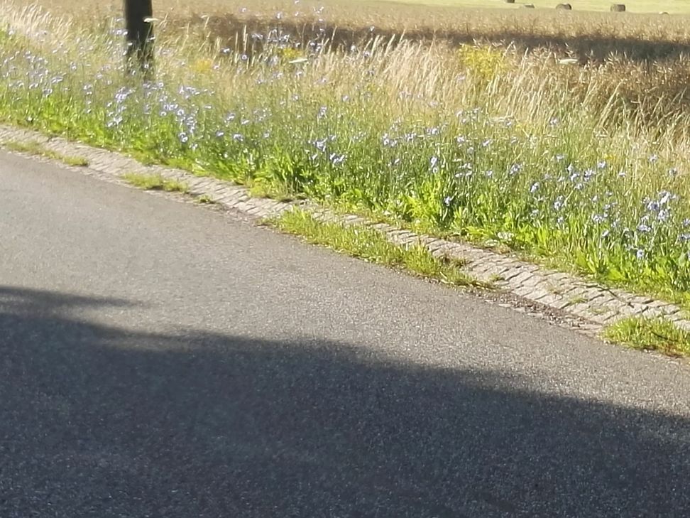 Weniger häufig gemähte Grünflächen in der Stadt haben vor allem einen ökologischen Nutzen und dienen Insekten. Foto: Grünflächenamt Trier