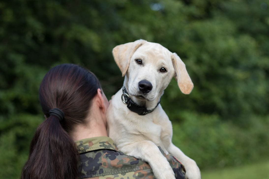 Ein Diensthund auf der Schulter einer Hundeführerin.